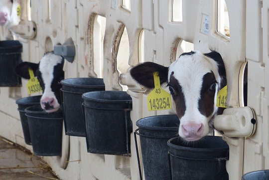 贝拉米中国蒙牛,君乐宝和贝拉米奶粉哪个好一点