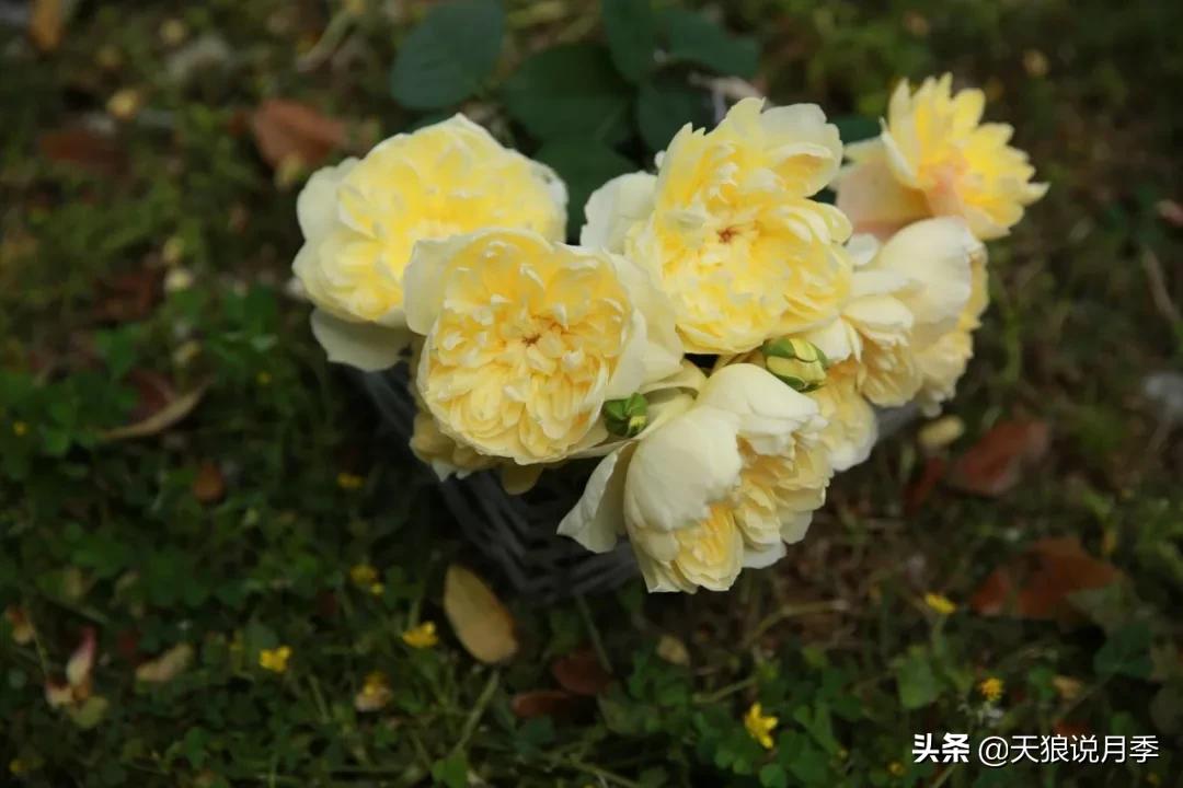 又一个十年,国产自育品种