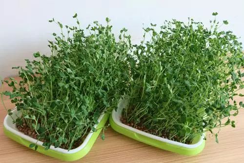 一个花盆里种三颗豆子能活吗,一个花盆种几棵毛豆