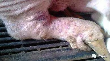 母猪产后瘫痪的原因和治疗方法,母猪产后后肢瘫痪能治好吗