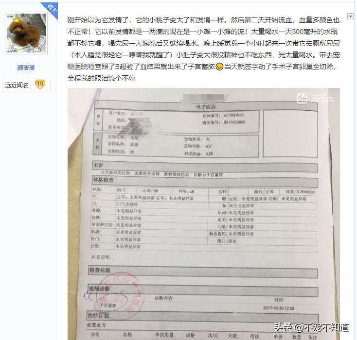 狗狗一般多大会得子宫蓄脓,狗狗得了子宫蓄脓走不稳