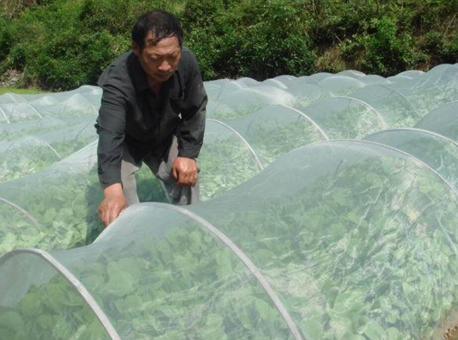 防虫网免打农药种菜,露地蔬菜防虫网的使用