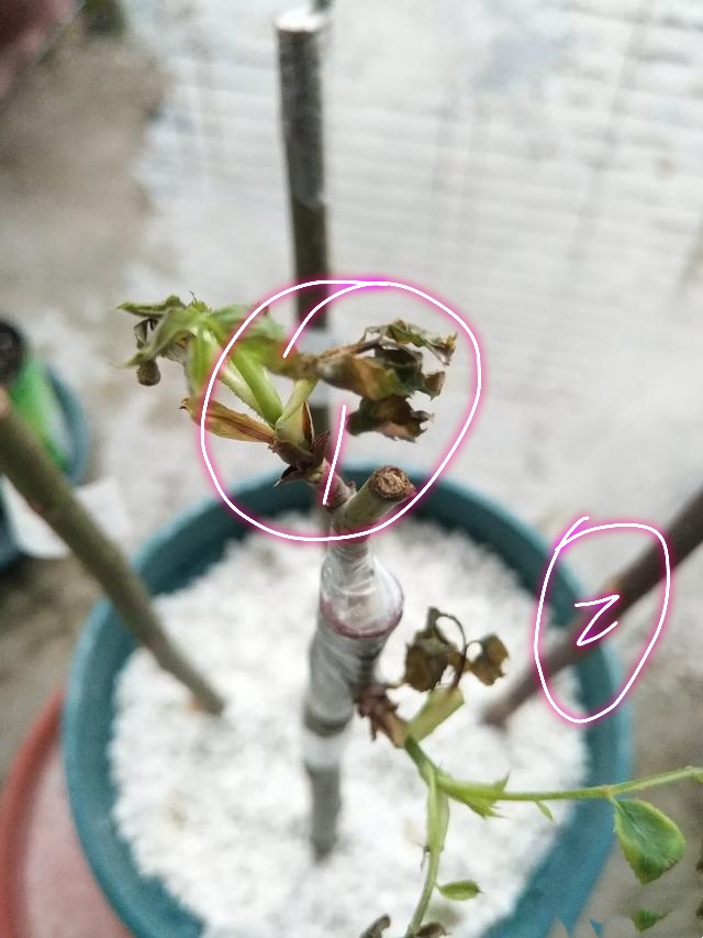 蔷薇老桩嫁接月季在什么时间最好,藤本月季芽点怎么起不来