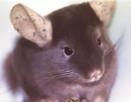 龙猫基因原理,龙猫的血统