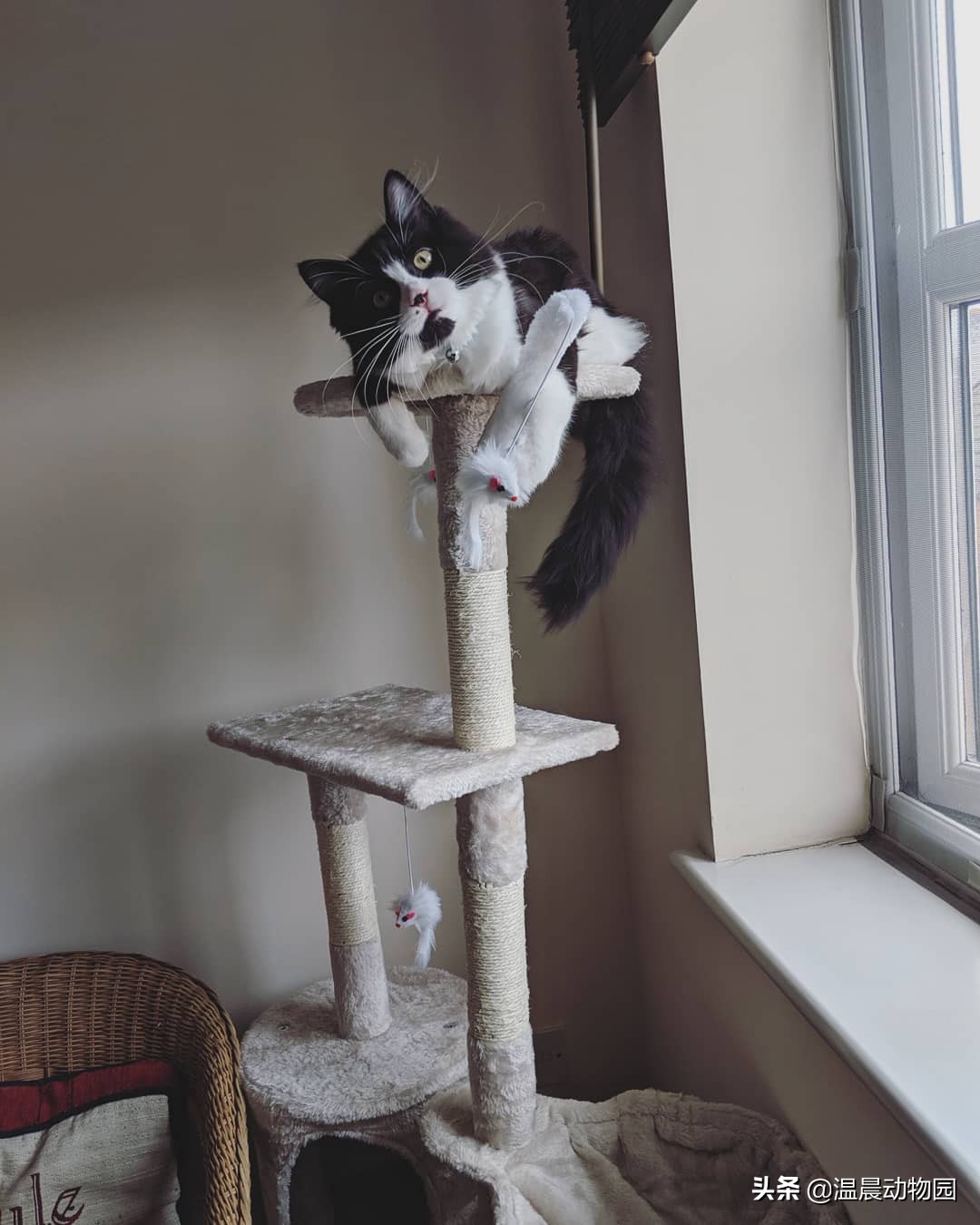 猫咪刚到家需要注意什么事项,猫咪刚到新家如何防止乱叫