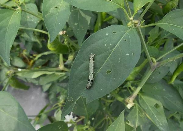 这几个杀虫配方很管用，康宽打不死的虫子能治了