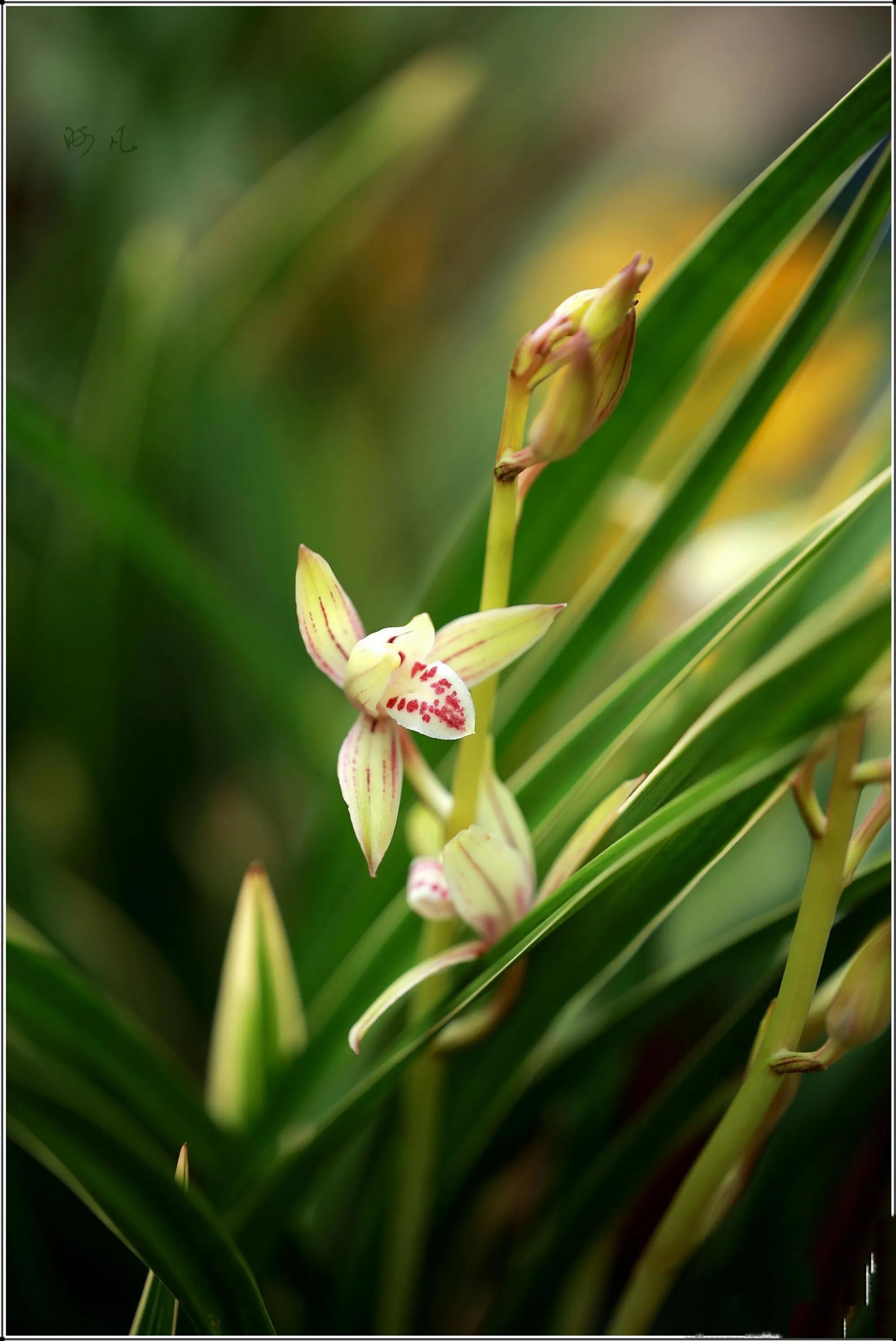 兰花高洁的古诗,高洁典雅的兰花壁纸