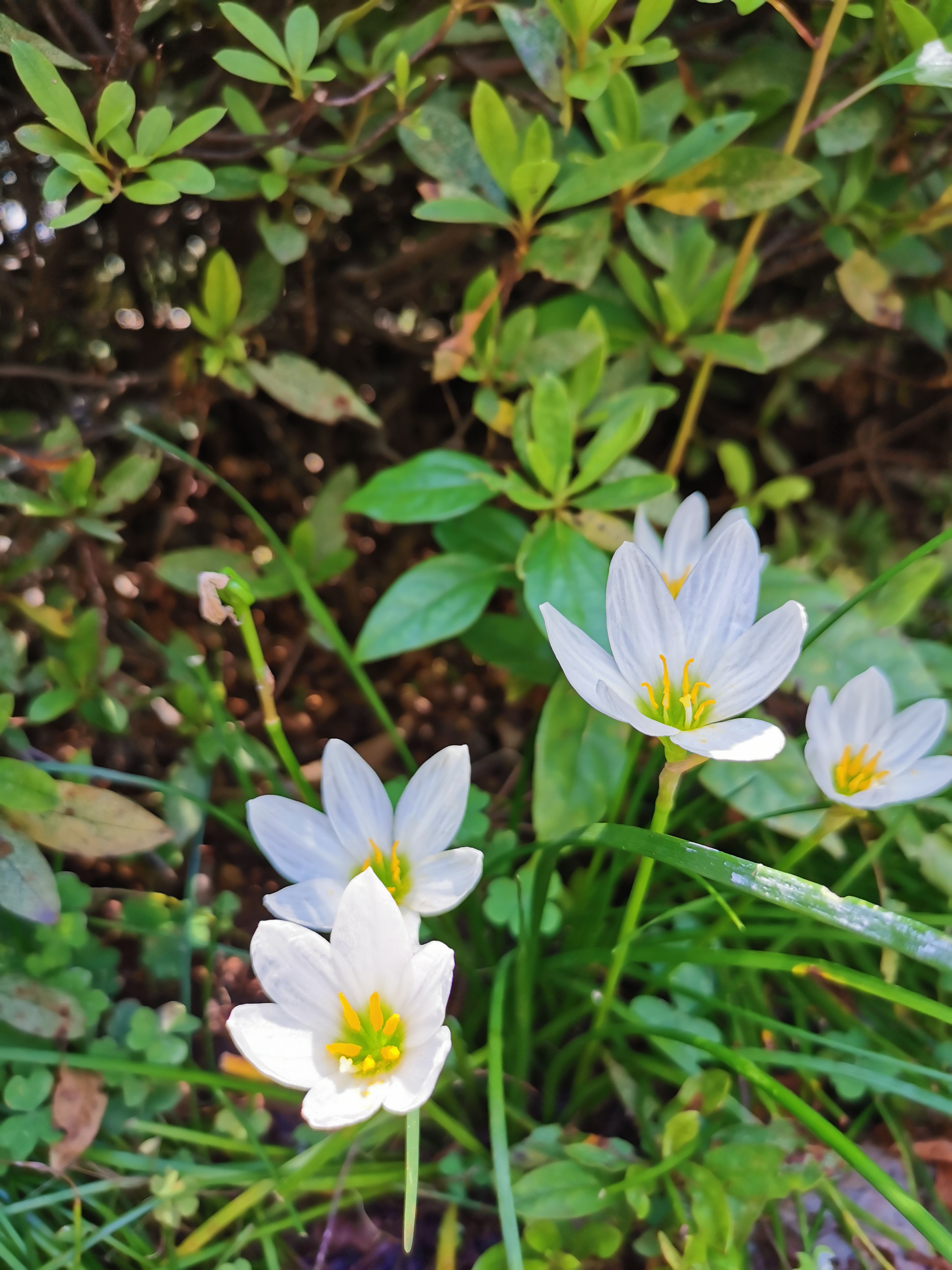 夏天的声音音频,夏天的声音动听