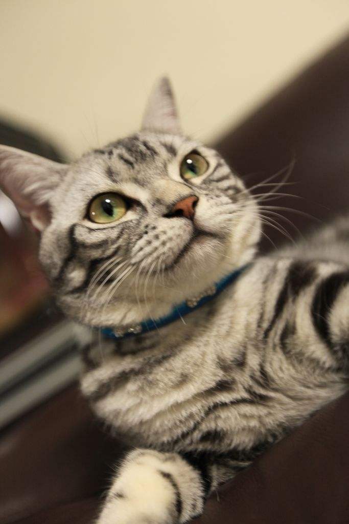 可爱无毛猫视频大全,可爱美短幼崽