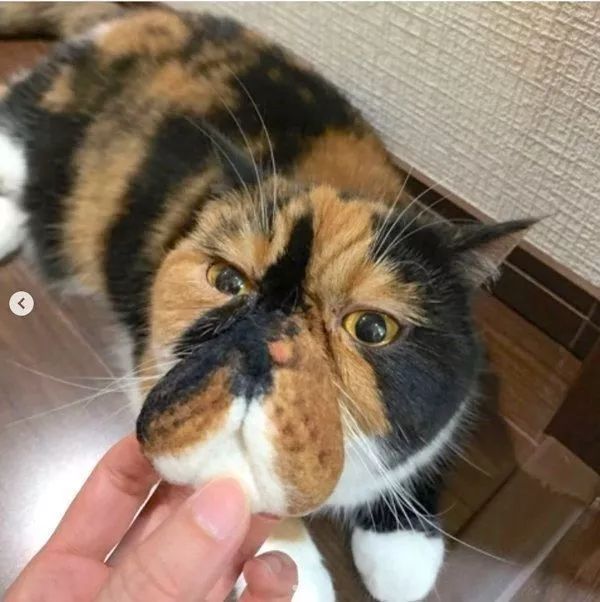 捡到猫胡子会带来什么好运 (捡到猫的胡子真的会有好运吗)