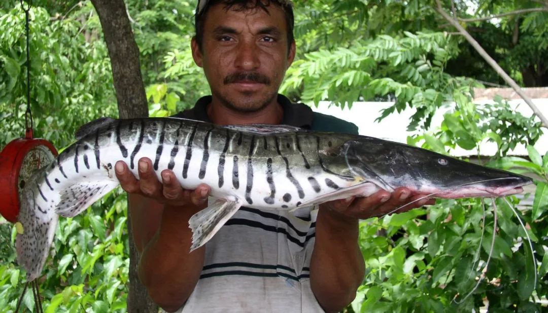 世界十大凶猛淡水鱼类,顶级淡水鱼类
