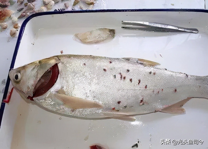鱼类体内寄生虫图片大全,春季鱼类常见的寄生虫