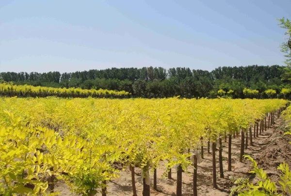 苗价最新消息,苗价大幅上涨