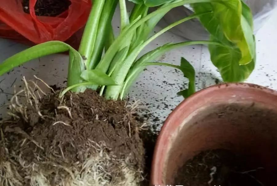 马蹄莲叶子长长后可以分株吗,发芽中的马蹄莲如何分株