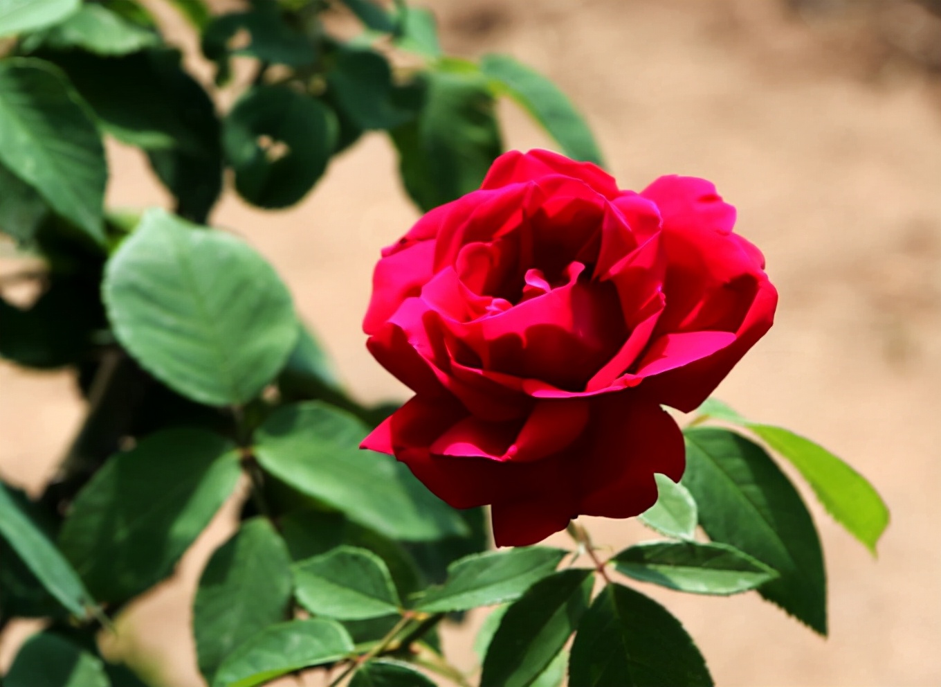 世界哪里的玫瑰最出名,中国哪里的玫瑰最好