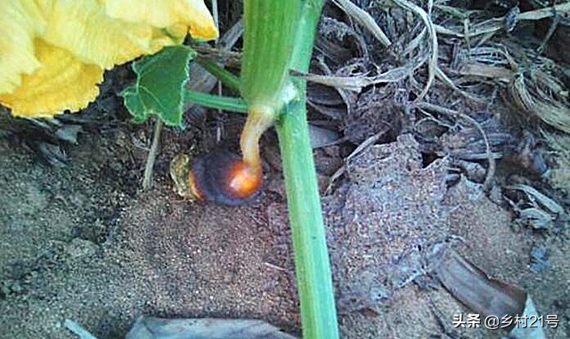 南瓜生长过程中怎么预防病虫害,南瓜枯黄落果