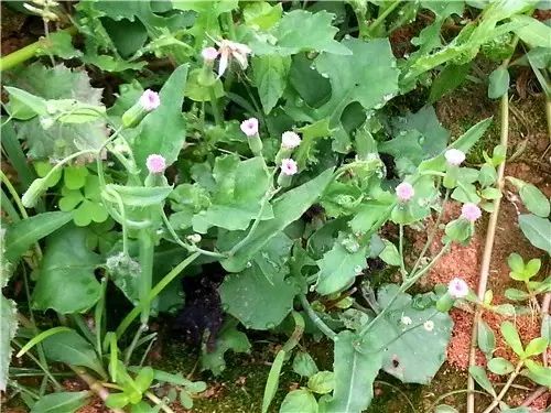那些常见却叫不上名字的野花野草,常见的野花野草却是农家之宝