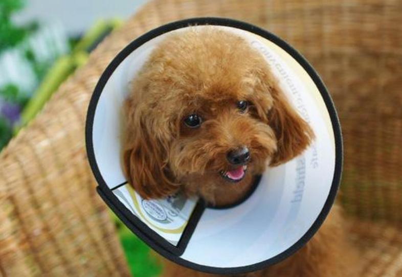 狗狗十种皮肤病,狗狗得了皮肤病看兽医