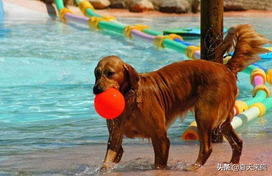 训狗教程视频训犬神器,训犬一点通训狗教程视频