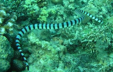 有毒蛇的地方长什么草,有毒蛇和无毒蛇咬的伤口区别