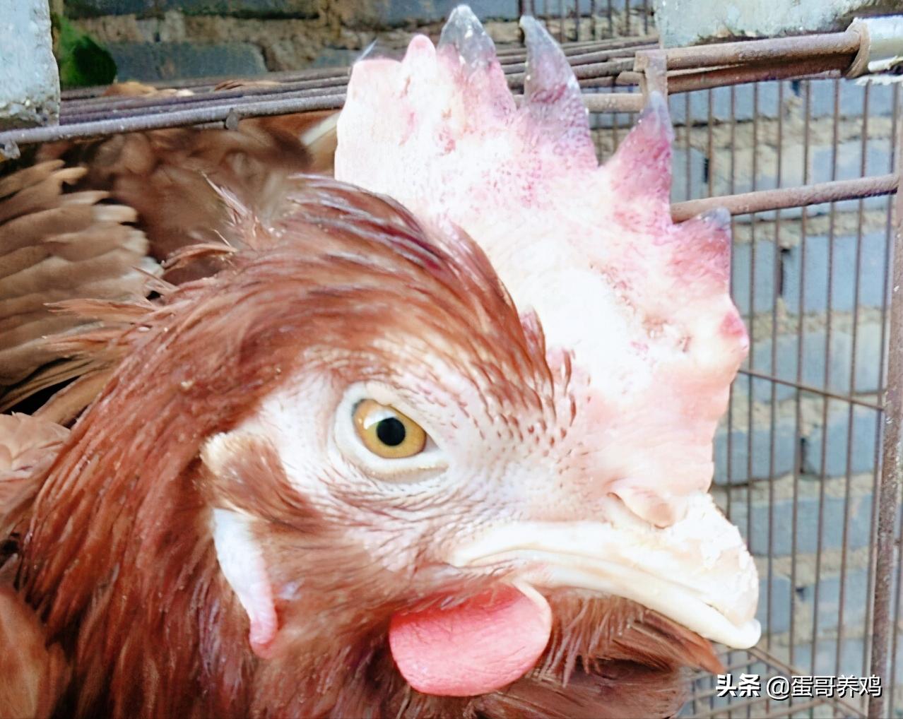 禽流感正高发,养鸡的防控形势