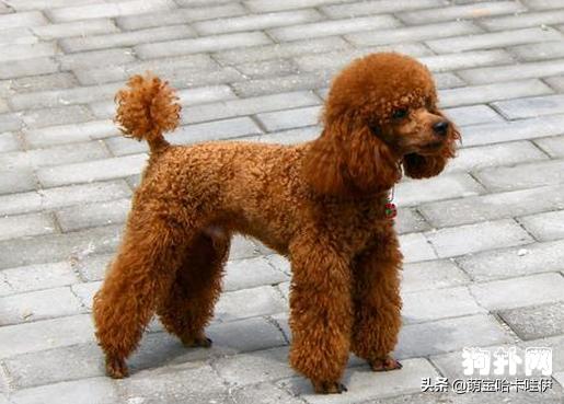 泰迪犬的叫声是怎么样的,泰迪犬的叫声录音