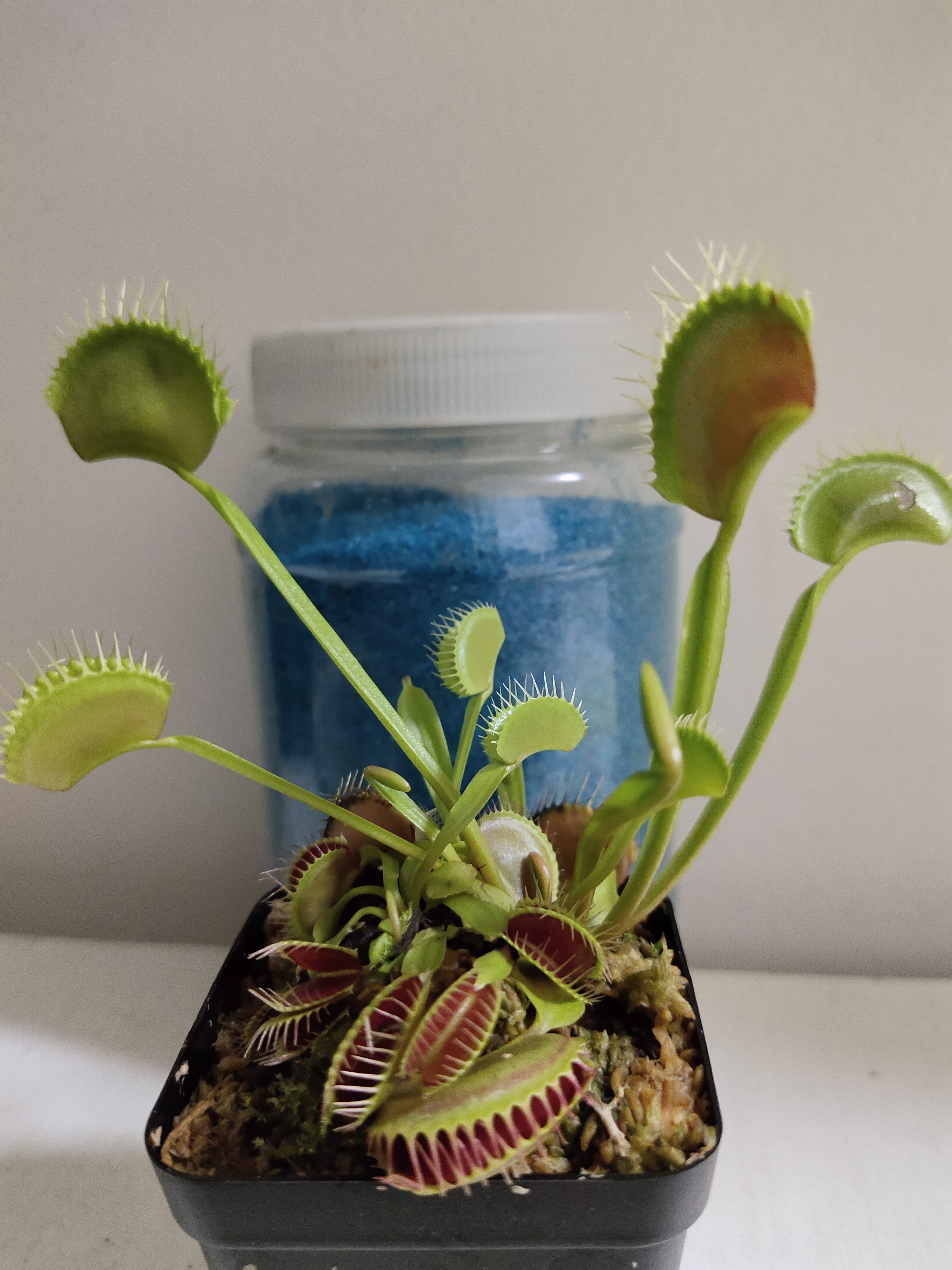 捕蝇草不健康怎么办,捕蝇草5大禁忌