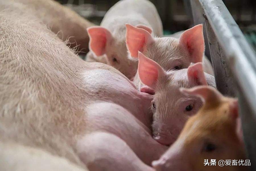 母猪为什么不吃食怎么治疗,母猪不吃食还不爱喝水怎么办