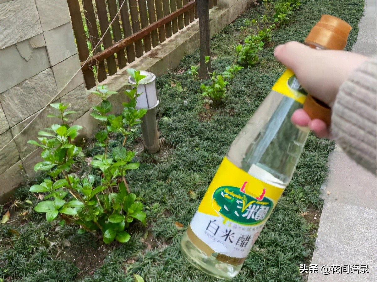 万花镜梦幻蓝调色,万华镜绣球花哪个颜色最好看