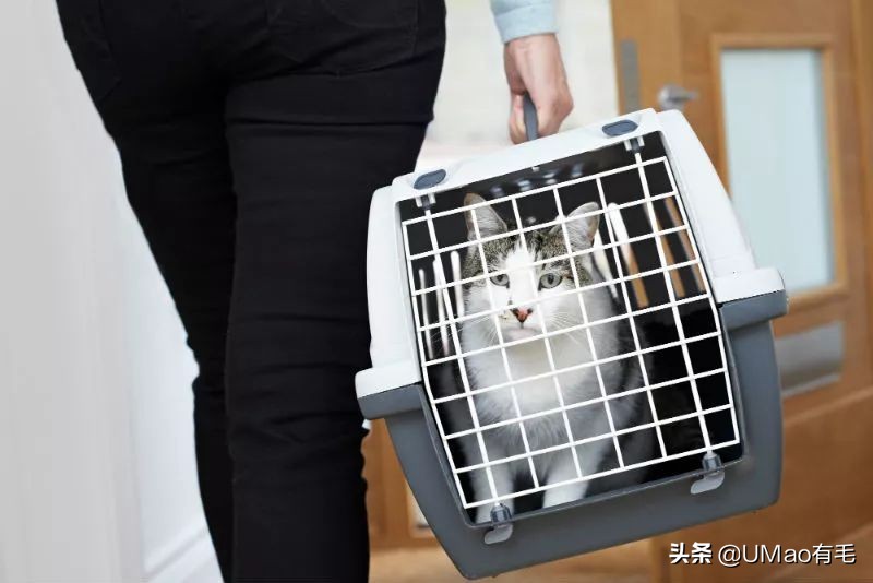 小猫咪托运怎样才最安全,如何托运小猫咪
