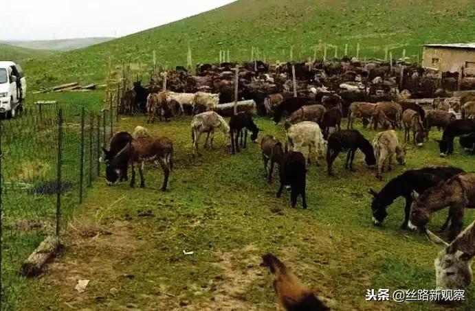 鍚夊皵鍚夋柉鏂潶姣涢┐璐╁崠鎯呭喌,鍚夊皵鍚夋柉鏂潶璐╁崠姣涢┐