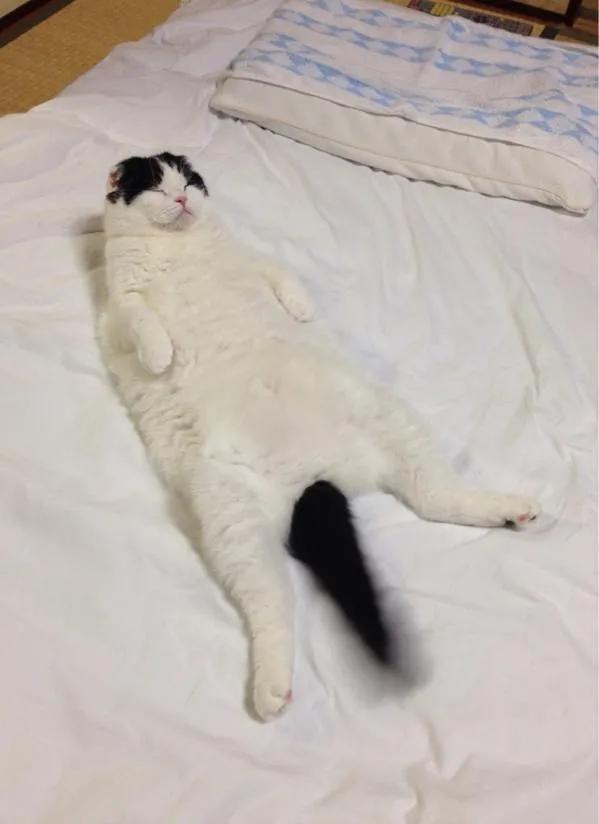 被猫咪不小心抓到该怎么教训猫,猫咪一直抓门可以教训一下吗