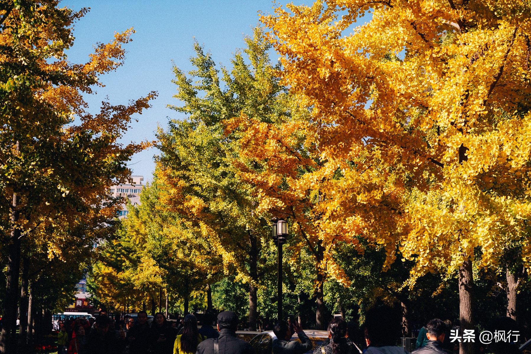 北京18个看银杏的好地方在哪,北京八大处看银杏攻略