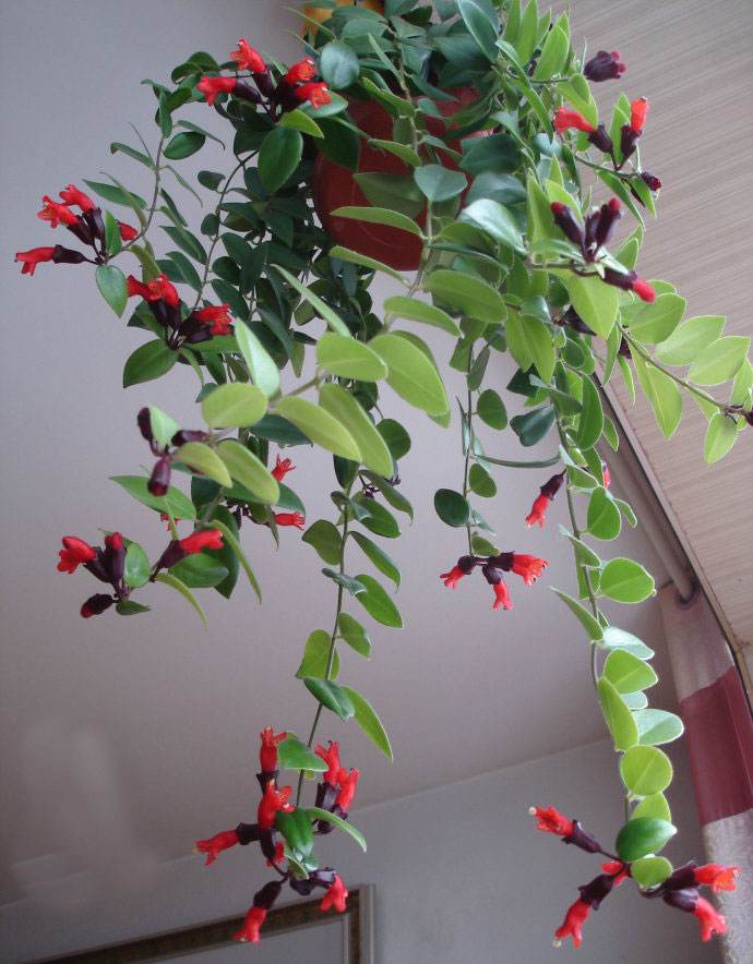 垂吊花卉品种直播,好看的吊兰绿植