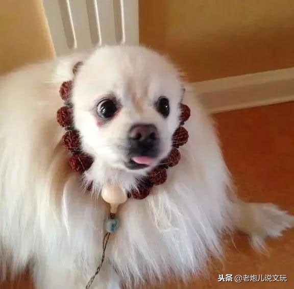 冬天了宠物这一身长毛千万别浪费，手串盘起来！