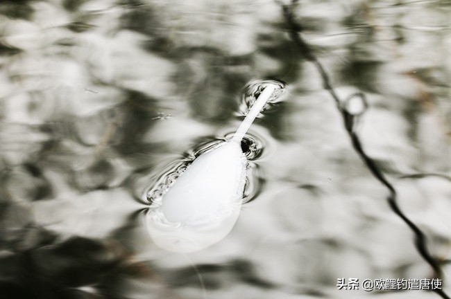 话说欧鲤钓之科学篇,欧鲤钓知识讲解