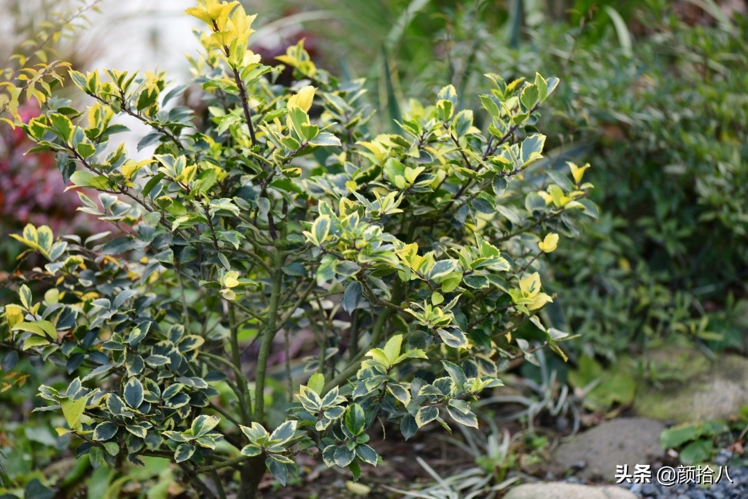 零下9度来袭，花园里的绿色是那么动人|园丁