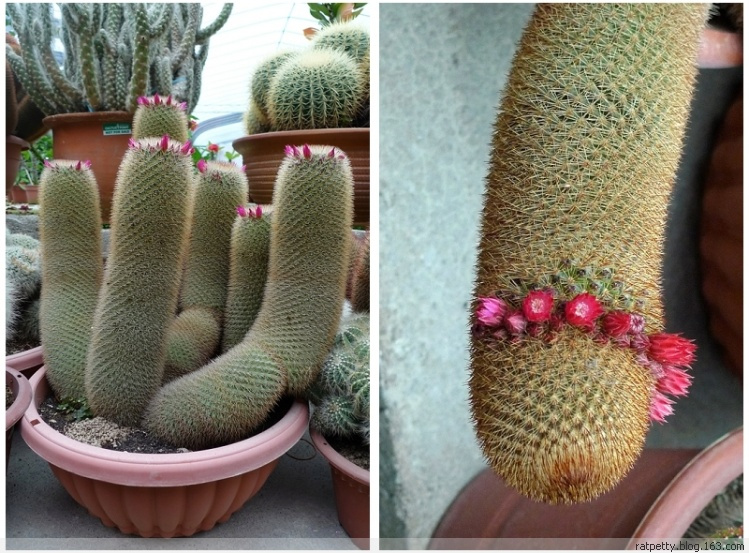 马来西亚办农庄,马来西亚农家小院