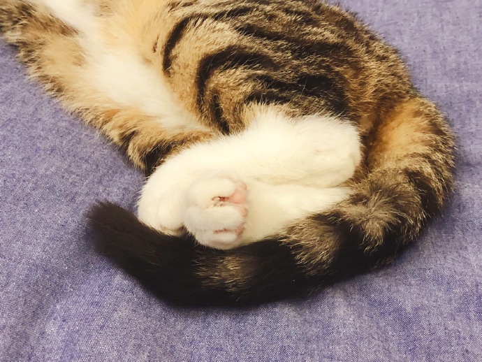 田园猫也是一条生命,中华田园猫中最稀有的田园猫排名