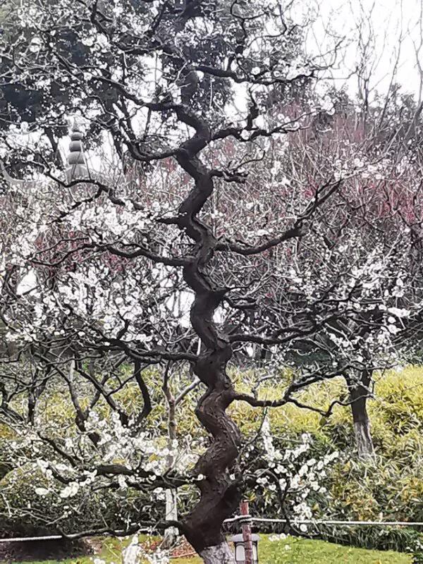 手拍世界,手拍世界近期作品