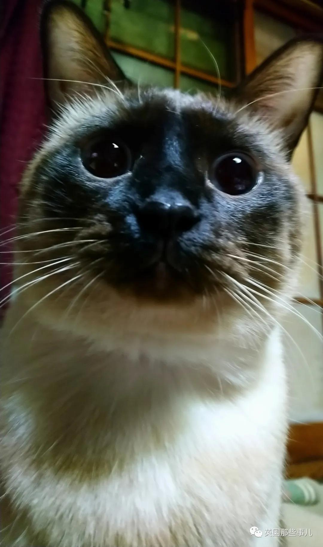 养暹罗猫会得什么病吗,养暹罗猫就像开盲盒