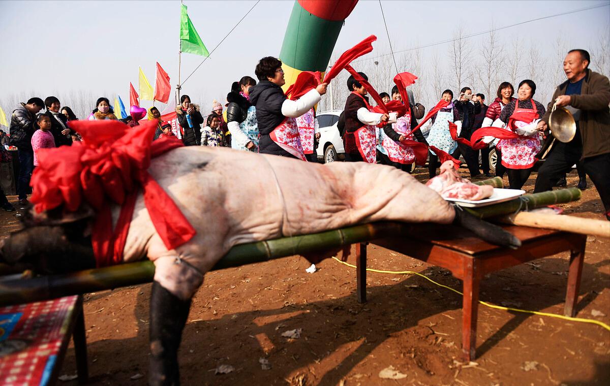 90后回村创业养生态跑山黑猪,退伍老兵回家养猪