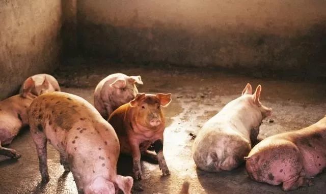 猪低温喂什么升温,猪低温回升后用什么药