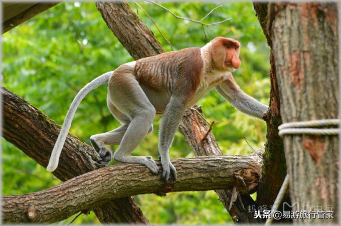 沙巴亚庇和仙本那的区别,沙巴经典必游10个景点