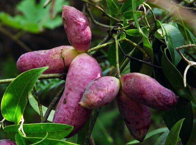 这4种以前不起眼的野果，现农民人工种植，亩收益过万元