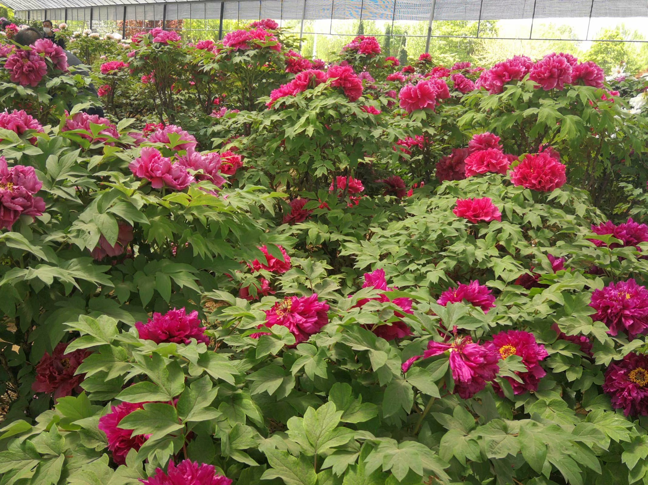 柏乡汉牡丹园最新消息,柏乡牡丹园门票优惠政策