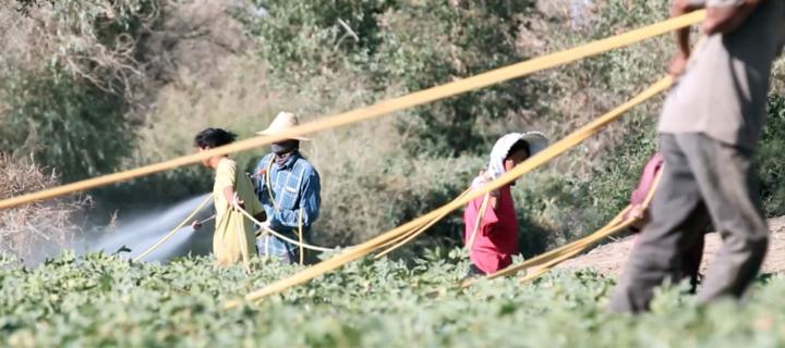 新疆棉花辟谣,辟谣新疆和田