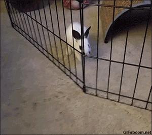 这个出来的大自然笼子有什么用#搞笑趣图#