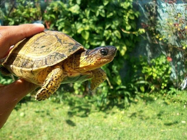 水陆两栖龟选什么龟,水陆两栖龟陆龟怎么区别