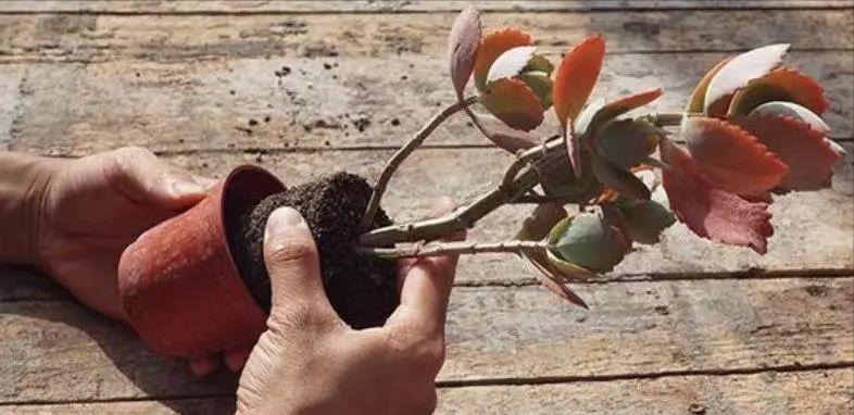 绿植快死了用什么方法可救活,你养的花为什么老死